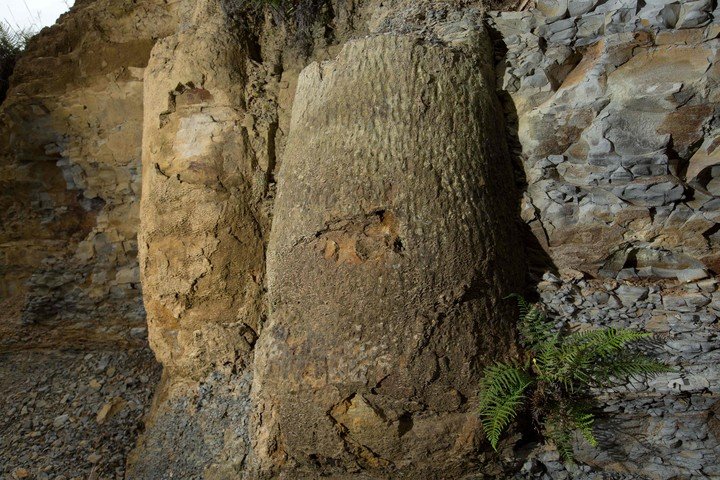 Brazil They discover a fossilized forest of 290 million years