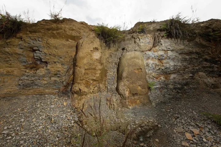 Brazil They discover a fossilized forest of 290 million years