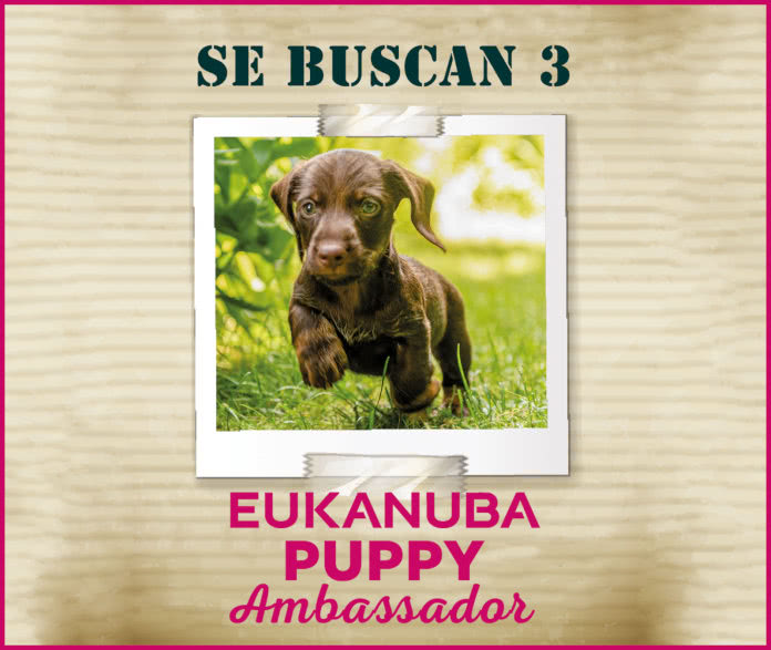 Eukanaba is looking for 3 brand ambassador puppies